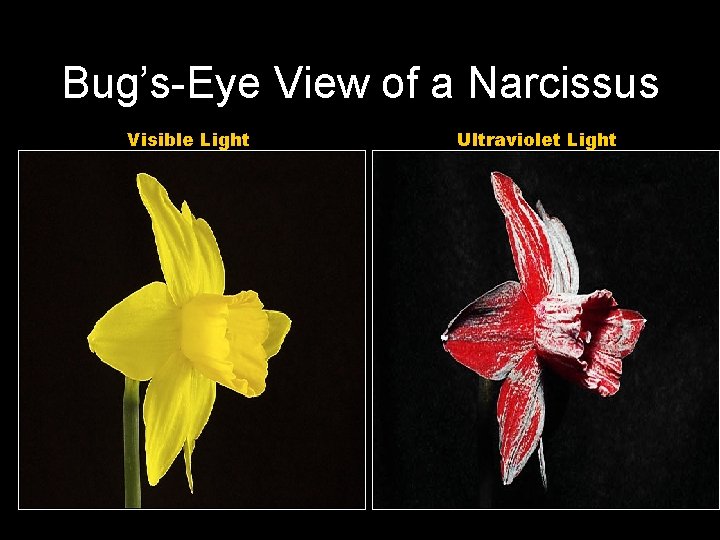 Bug’s-Eye View of a Narcissus Visible Light Ultraviolet Light 