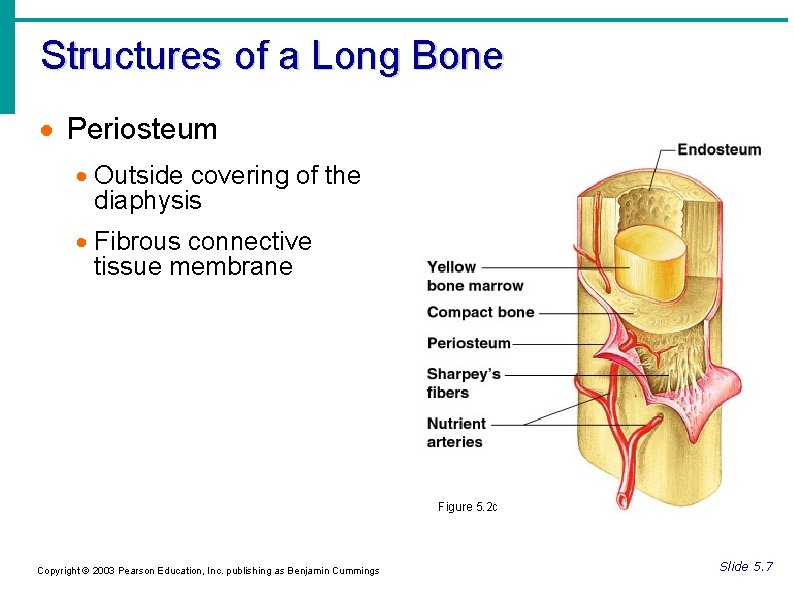 Structures of a Long Bone Periosteum Outside covering of the diaphysis Fibrous connective tissue