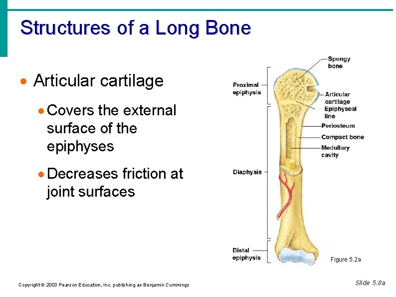 Structures of a Long Bone Articular cartilage Covers the external surface of the epiphyses