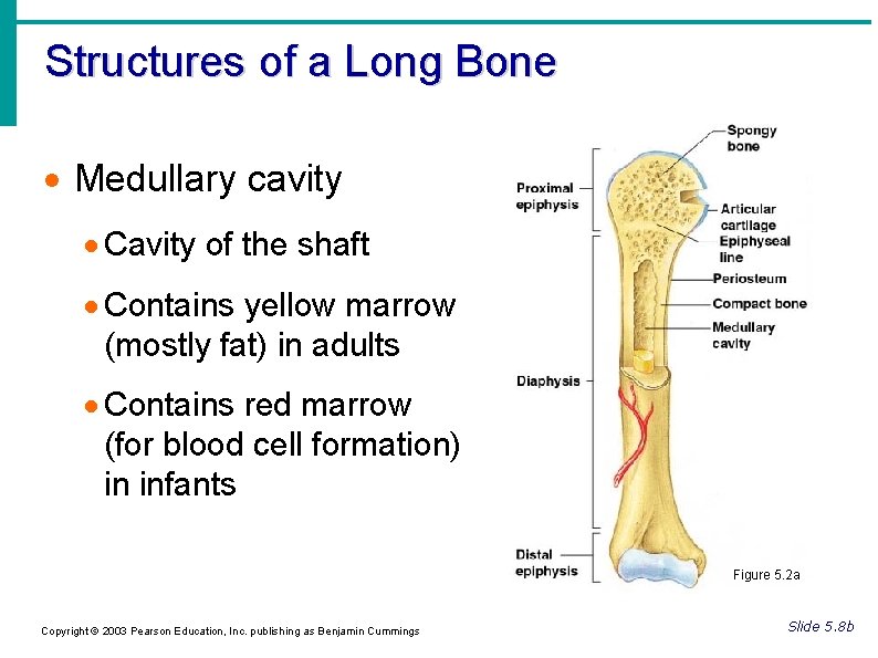 Structures of a Long Bone Medullary cavity Cavity of the shaft Contains yellow marrow