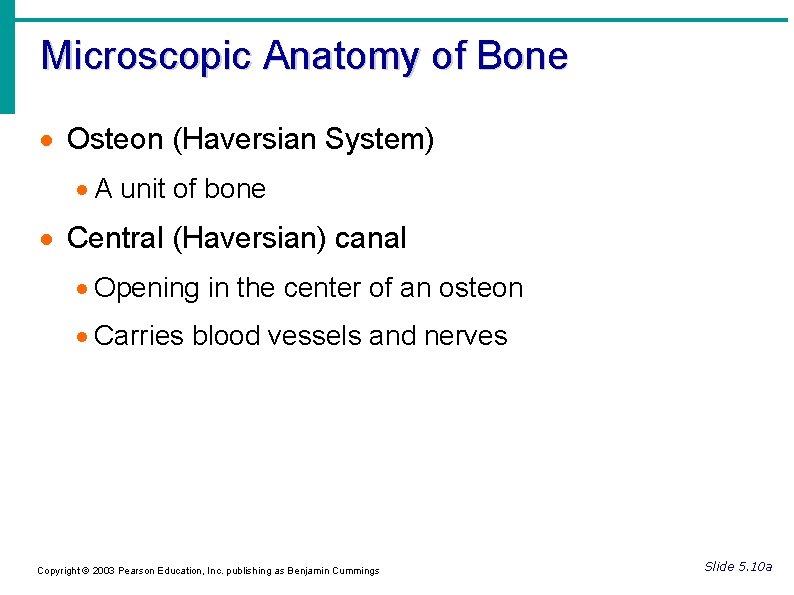 Microscopic Anatomy of Bone Osteon (Haversian System) A unit of bone Central (Haversian) canal