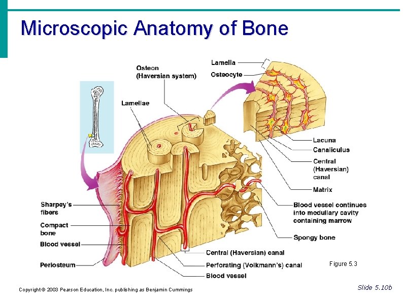 Microscopic Anatomy of Bone Figure 5. 3 Copyright © 2003 Pearson Education, Inc. publishing