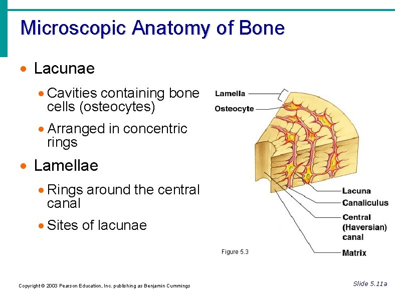 Microscopic Anatomy of Bone Lacunae Cavities containing bone cells (osteocytes) Arranged in concentric rings