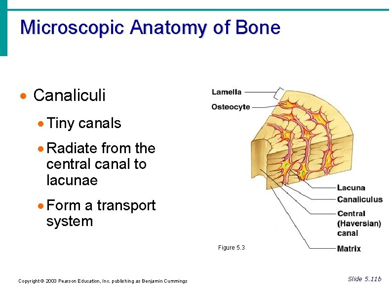 Microscopic Anatomy of Bone Canaliculi Tiny canals Radiate from the central canal to lacunae