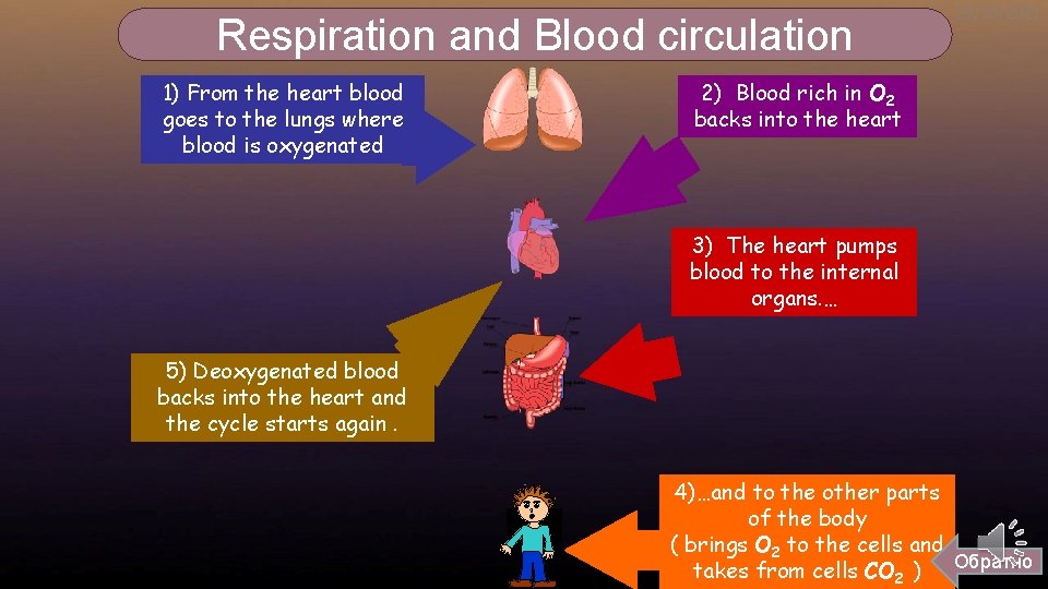 Respiration and Blood circulation 1) From the heart blood goes to the lungs where