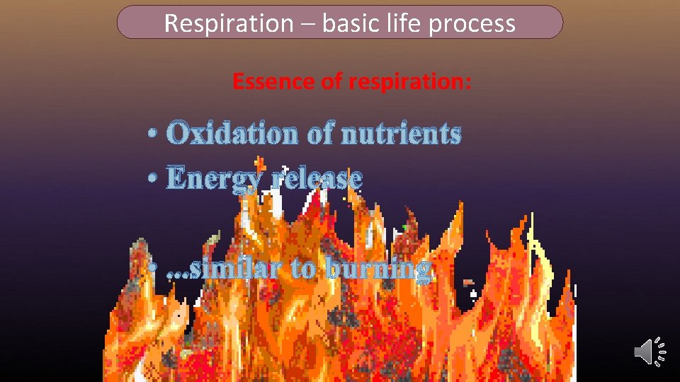 Respiration – basic life process Essence of respiration: • Oxidation of nutrients • Energy
