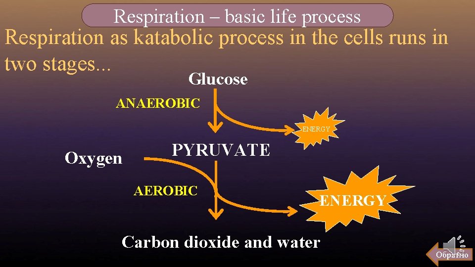 Respiration – basic life process Respiration as katabolic process in the cells runs in