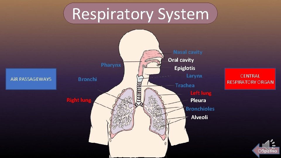 Respiratory System Pharynx Ai. R PASSAGEWAYS Bronchi Right lung Nasal cavity Oral cavity Epiglotis