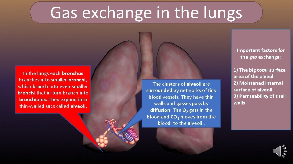Gas exchange in the lungs Important factors for the gas exchange: In the lungs