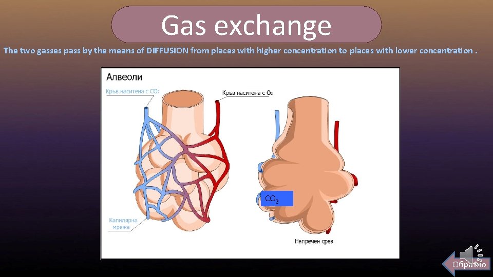 Gas exchange The two gasses pass by the means of DIFFUSION from places with