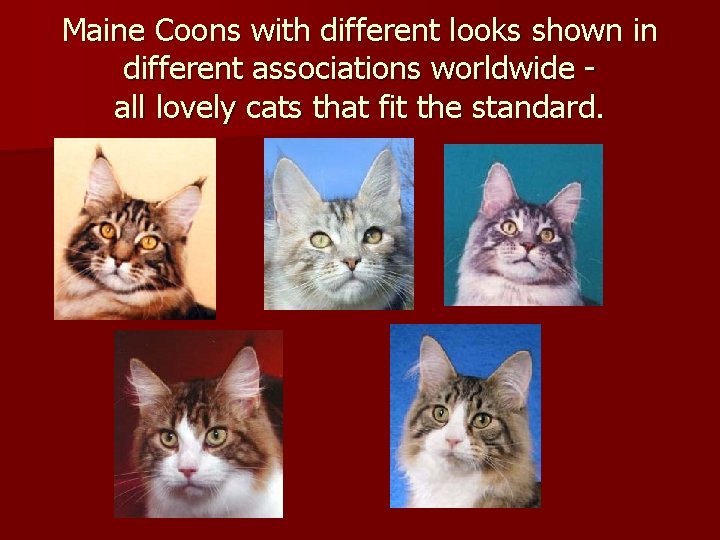 Maine Coons with different looks shown in different associations worldwide all lovely cats that