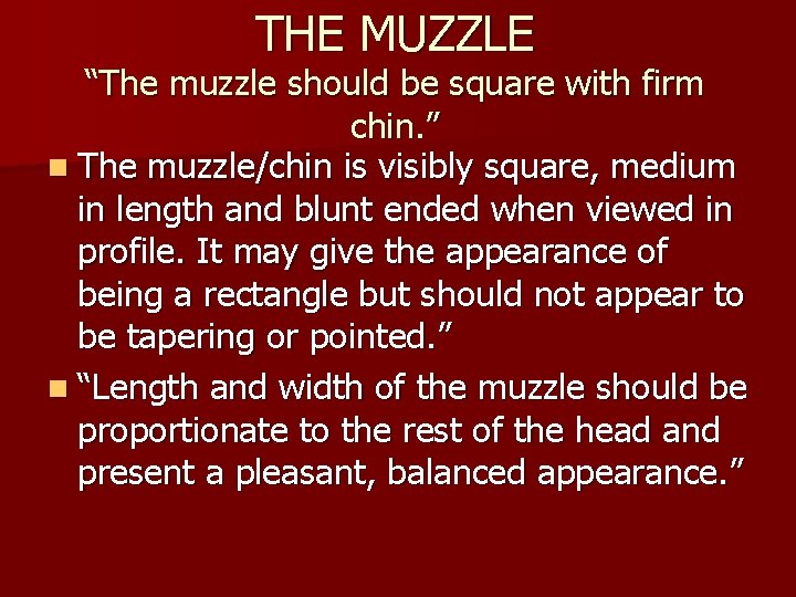 THE MUZZLE “The muzzle should be square with firm chin. ” n The muzzle/chin