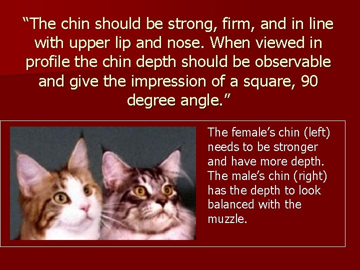 “The chin should be strong, firm, and in line with upper lip and nose.