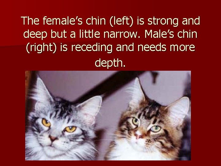 The female’s chin (left) is strong and deep but a little narrow. Male’s chin