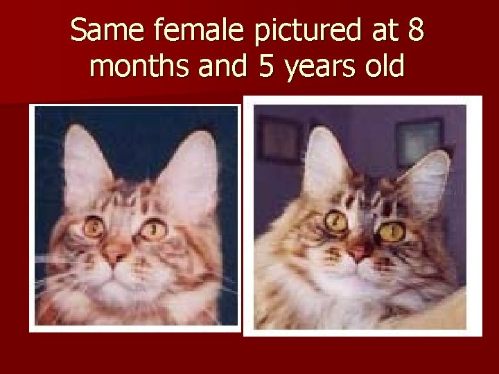 Same female pictured at 8 months and 5 years old 