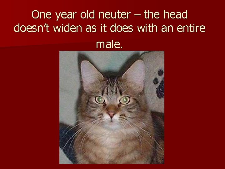 One year old neuter – the head doesn’t widen as it does with an