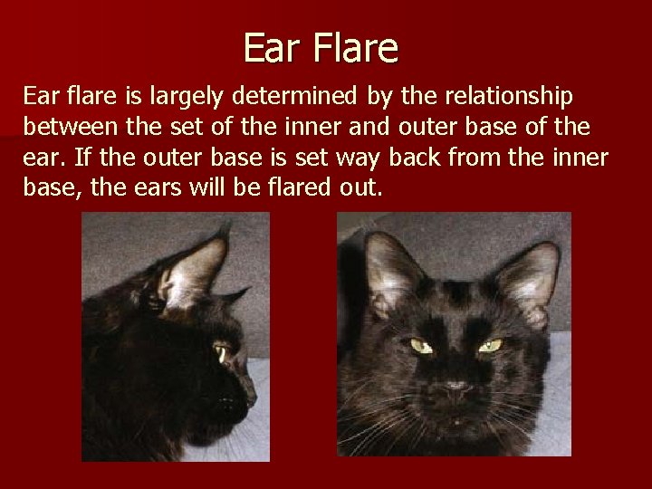 Ear Flare Ear flare is largely determined by the relationship between the set of