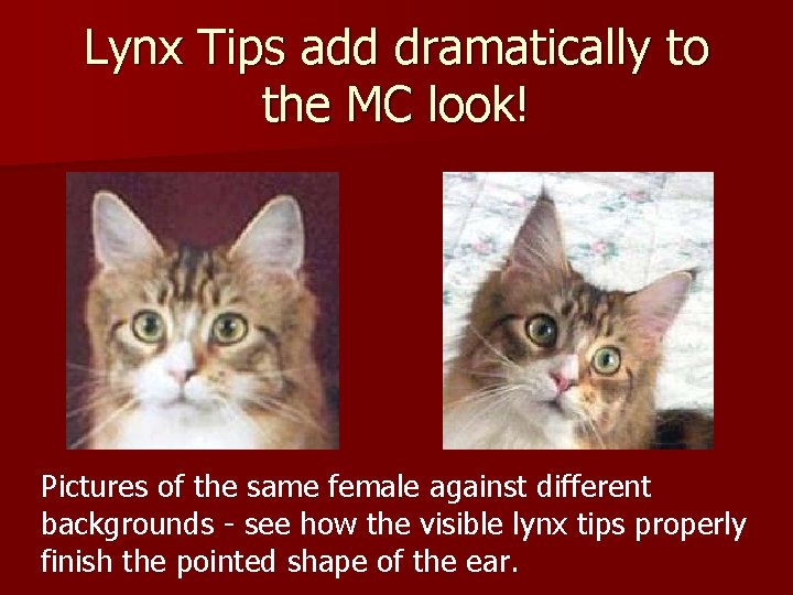 Lynx Tips add dramatically to the MC look! Pictures of the same female against