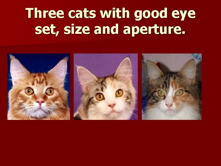 Three cats with good eye set, size and aperture. 