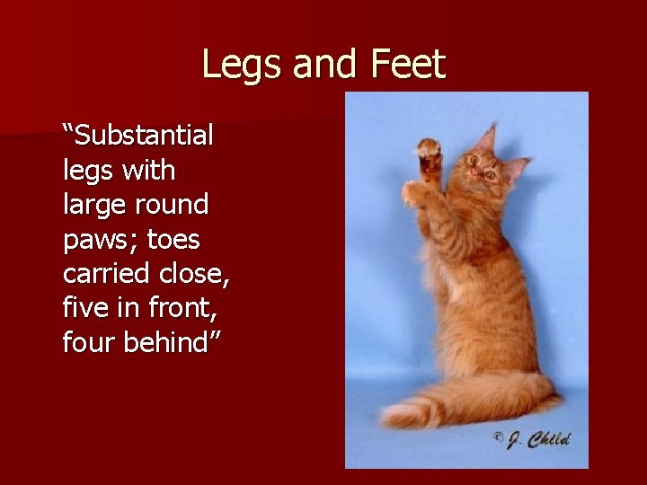 Legs and Feet “Substantial legs with large round paws; toes carried close, five in