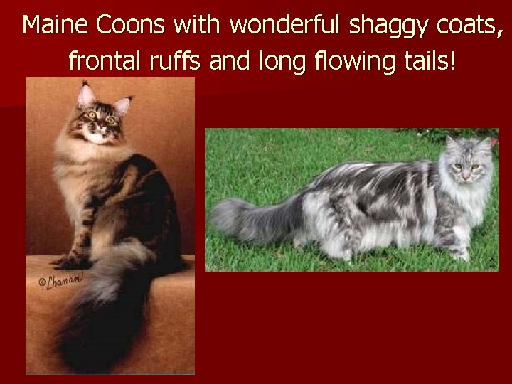 Maine Coons with wonderful shaggy coats, frontal ruffs and long flowing tails! 