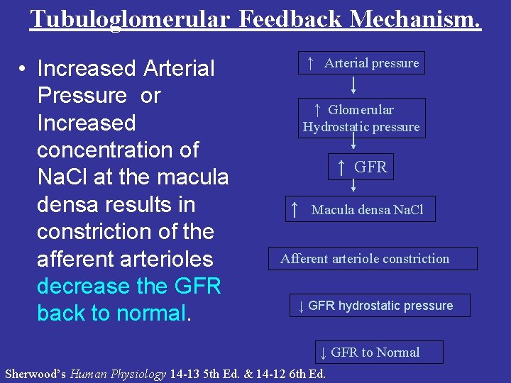 Tubuloglomerular Feedback Mechanism. • Increased Arterial Pressure or Increased concentration of Na. Cl at