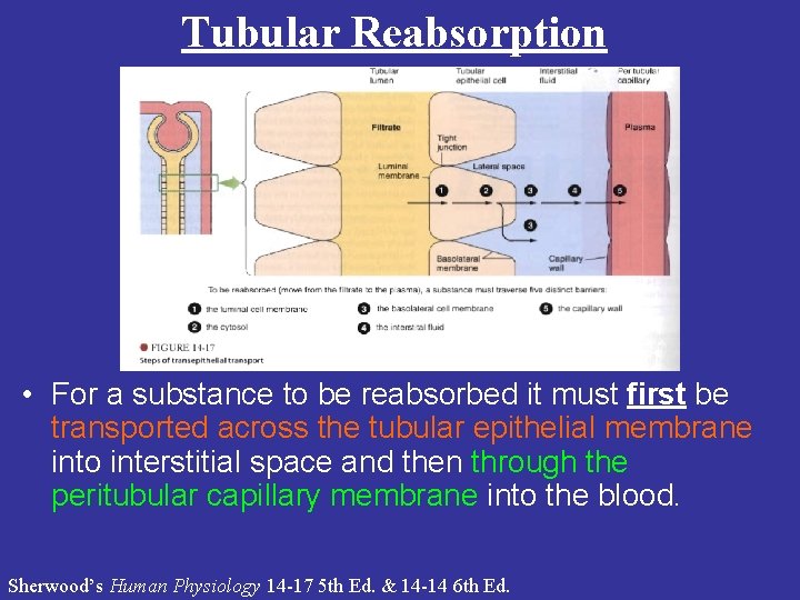 Tubular Reabsorption • For a substance to be reabsorbed it must first be transported