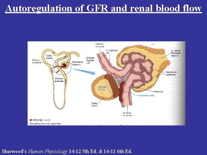 Autoregulation of GFR and renal blood flow Sherwood’s Human Physiology 14 -12 5 th