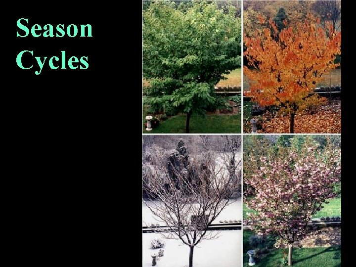 Season Cycles 