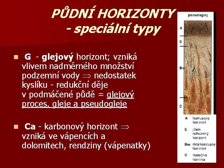 PŮDNÍ HORIZONTY - speciální typy n G - glejový horizont; vzniká vlivem nadměrného množství