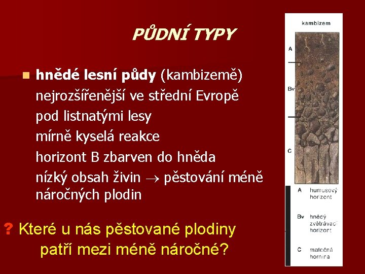 PŮDNÍ TYPY n hnědé lesní půdy (kambizemě) nejrozšířenější ve střední Evropě pod listnatými lesy