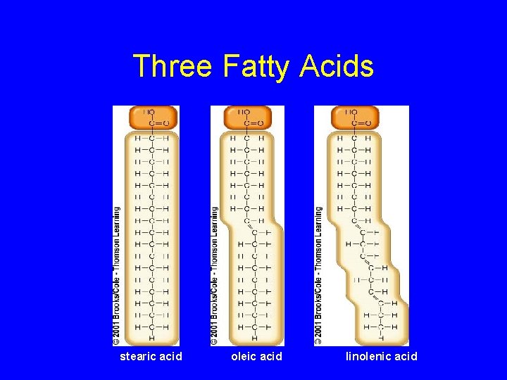 Three Fatty Acids stearic acid oleic acid linolenic acid 