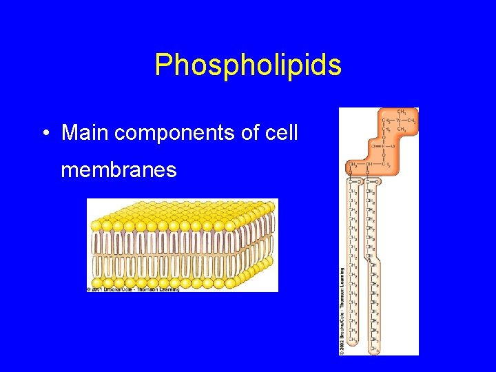 Phospholipids • Main components of cell membranes 