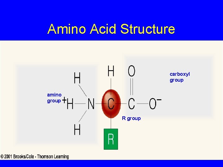 Amino Acid Structure carboxyl group amino group R group 
