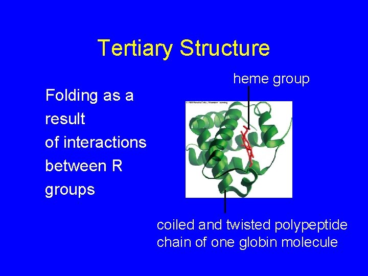 Tertiary Structure Folding as a result of interactions between R groups heme group coiled