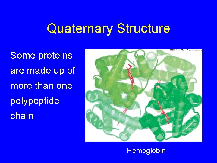 Quaternary Structure Some proteins are made up of more than one polypeptide chain Hemoglobin