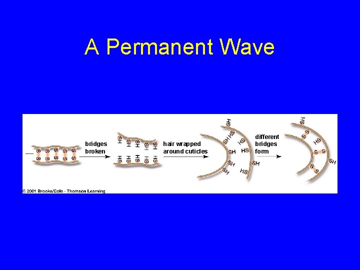 A Permanent Wave bridges broken hair wrapped around cuticles different bridges form 