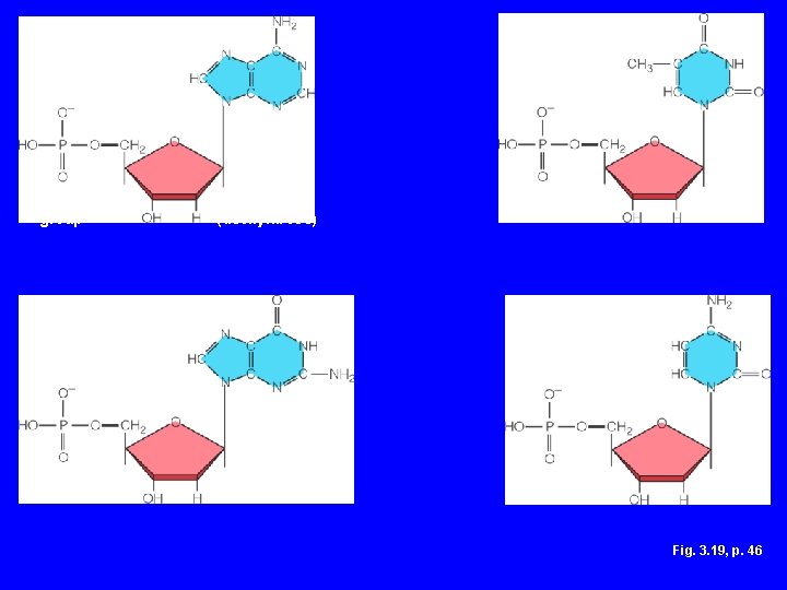 ADENINE THYMINE (a base) phosphate group GUANINE sugar (deoxyribose) CYTOSINE Fig. 3. 19, p.