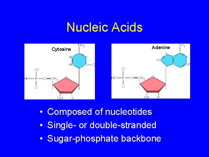 Nucleic Acids Cytosine Adenine • Composed of nucleotides • Single- or double-stranded • Sugar-phosphate