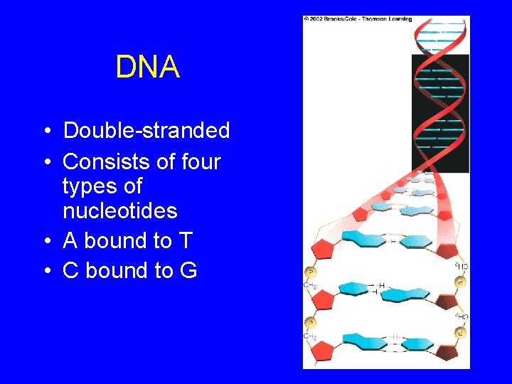DNA • Double-stranded • Consists of four types of nucleotides • A bound to