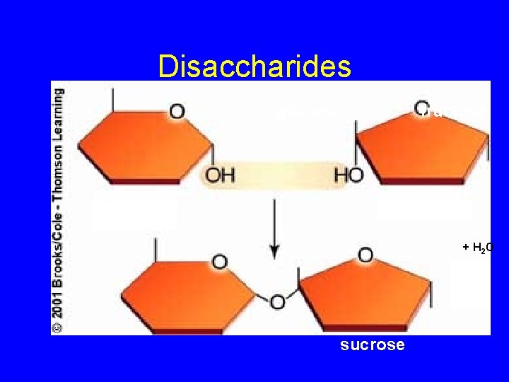 Disaccharides glucose fructose + H 2 O sucrose 