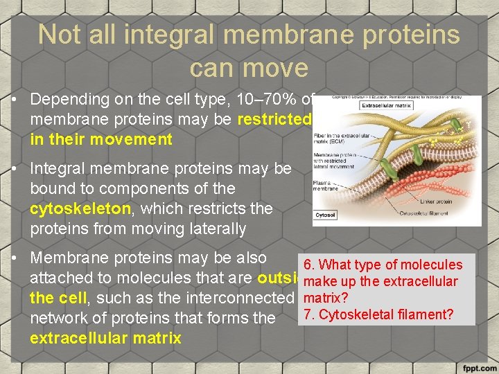 Not all integral membrane proteins can move • Depending on the cell type, 10–