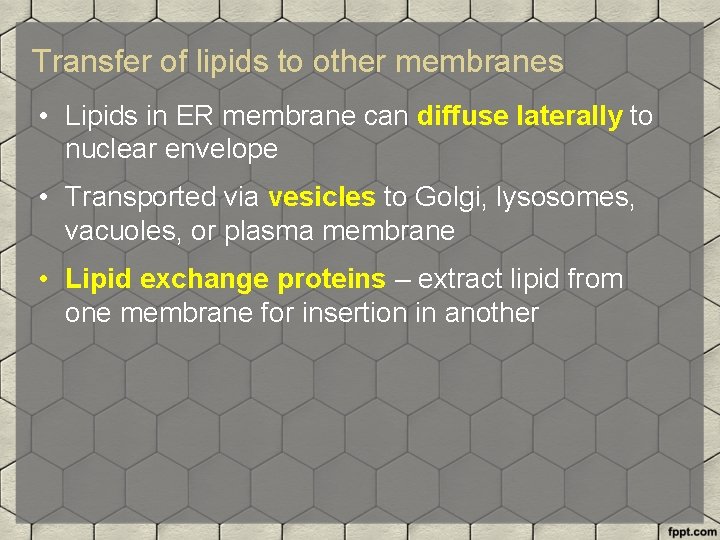 Transfer of lipids to other membranes • Lipids in ER membrane can diffuse laterally