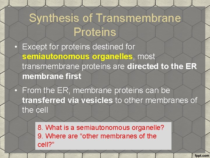 Synthesis of Transmembrane Proteins • Except for proteins destined for semiautonomous organelles, most transmembrane