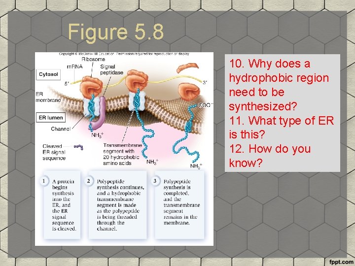 Figure 5. 8 10. Why does a hydrophobic region need to be synthesized? 11.