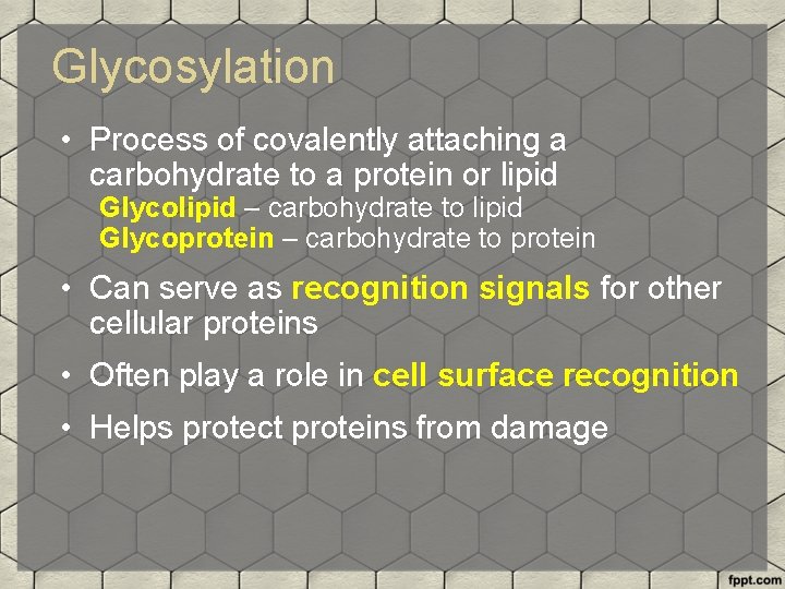 Glycosylation • Process of covalently attaching a carbohydrate to a protein or lipid Glycolipid