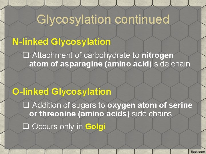 Glycosylation continued N-linked Glycosylation q Attachment of carbohydrate to nitrogen atom of asparagine (amino