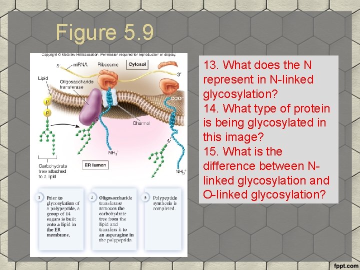 Figure 5. 9 13. What does the N represent in N-linked glycosylation? 14. What