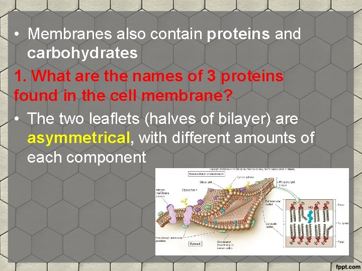  • Membranes also contain proteins and carbohydrates 1. What are the names of
