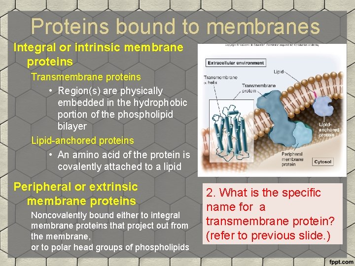 Proteins bound to membranes Integral or intrinsic membrane proteins Transmembrane proteins • Region(s) are